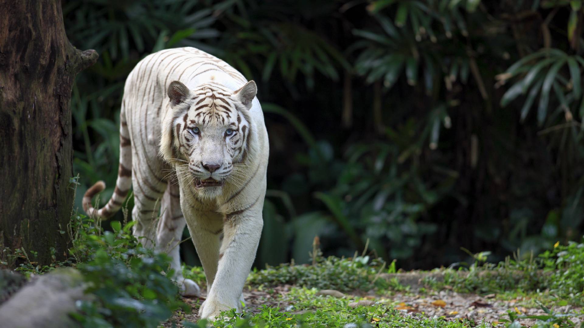 Bílí tygři představují genetickou odchylku