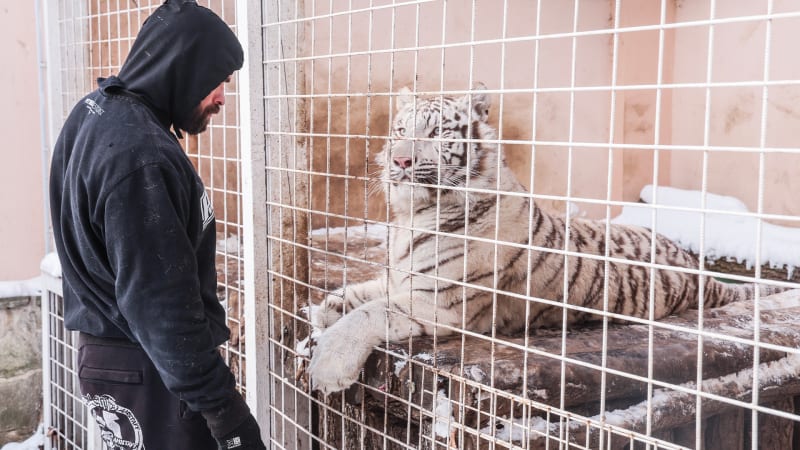 Karlos Vémola musel odevzdat svou bílou tygřici Antonii Rambu úřadům 