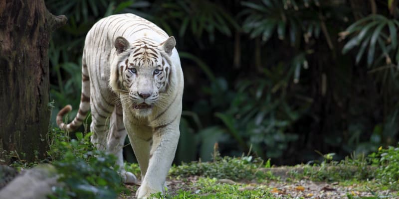 Bílí tygři představují genetickou odchylku