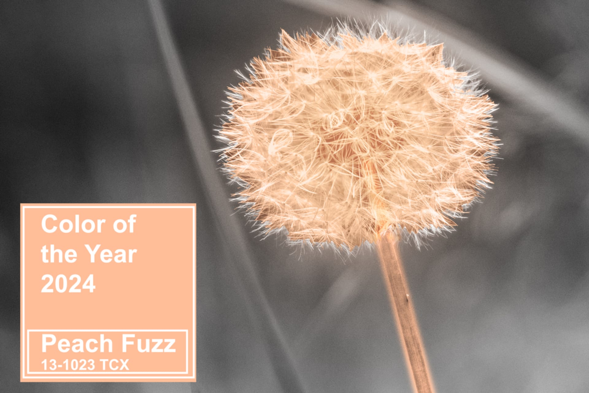 Pantone Color Institue zvolil pro rok 2024 barvu s názvem Peach Fuzz.