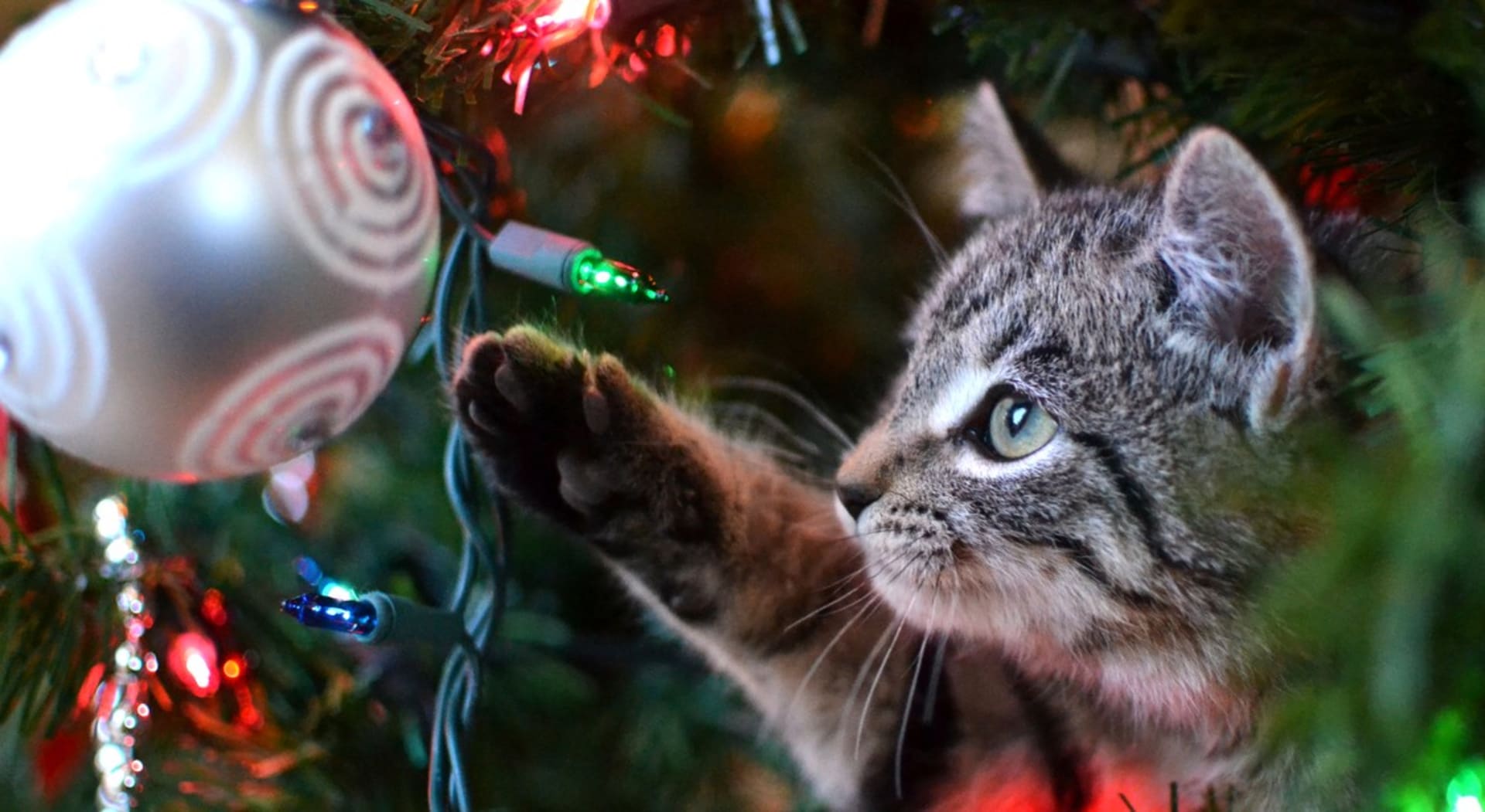 Klidné a bezpečné Vánoce aneb Jaké nejčastější nástrahy číhají na naše kočky a psy.