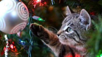 Jaké nástrahy číhají o Vánocích na naše kočky a psy aneb Jak nestrávit svátky na veterině