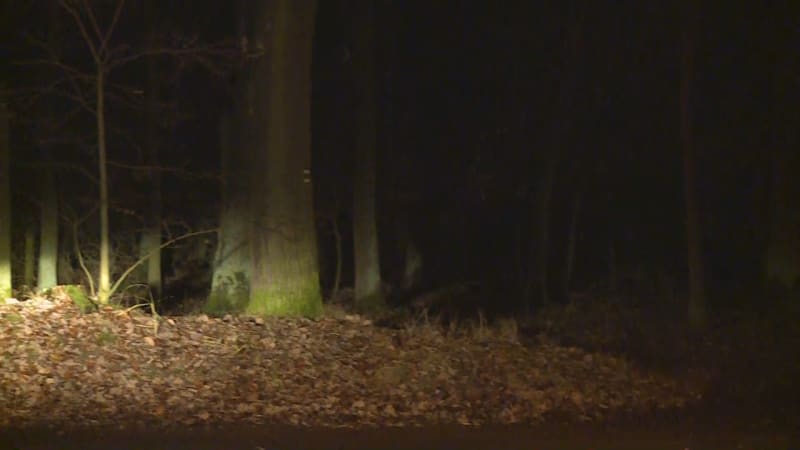 Policisté nalezli v Klánovickém lese dvě mrtvá těla (15. 12. 2023).