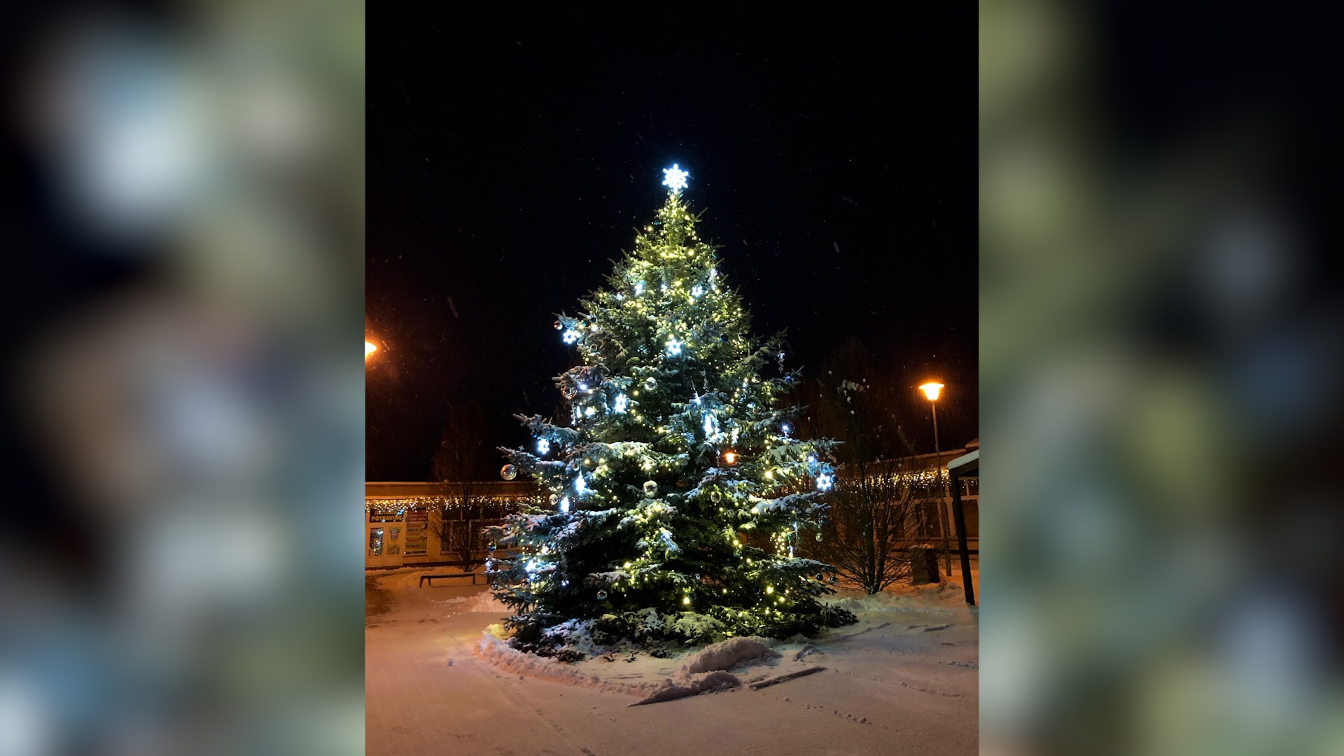 Vánoční strom v Novém Sedle v Karlovarském kraji