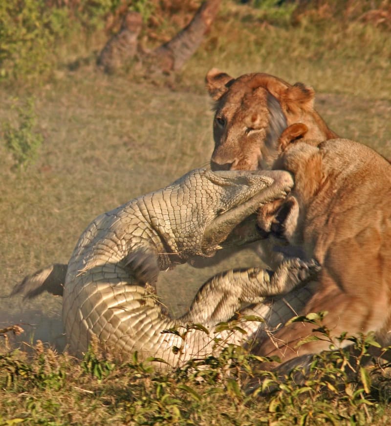V soubojích krokodýlů se lvy jde často o velikost a sílu