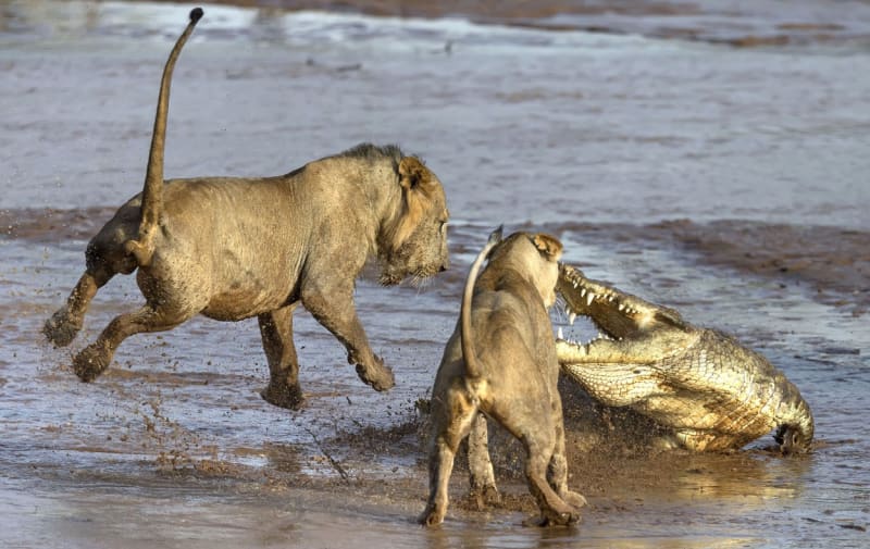 Střety krokodýlů se lvy bývají i pěkně ostré