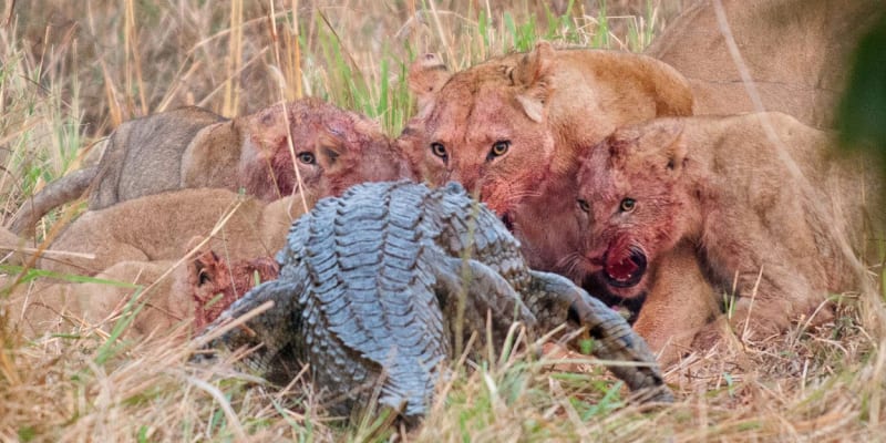 Lvi mají oproti krokodýlům výhodu: Podporu celé smečky