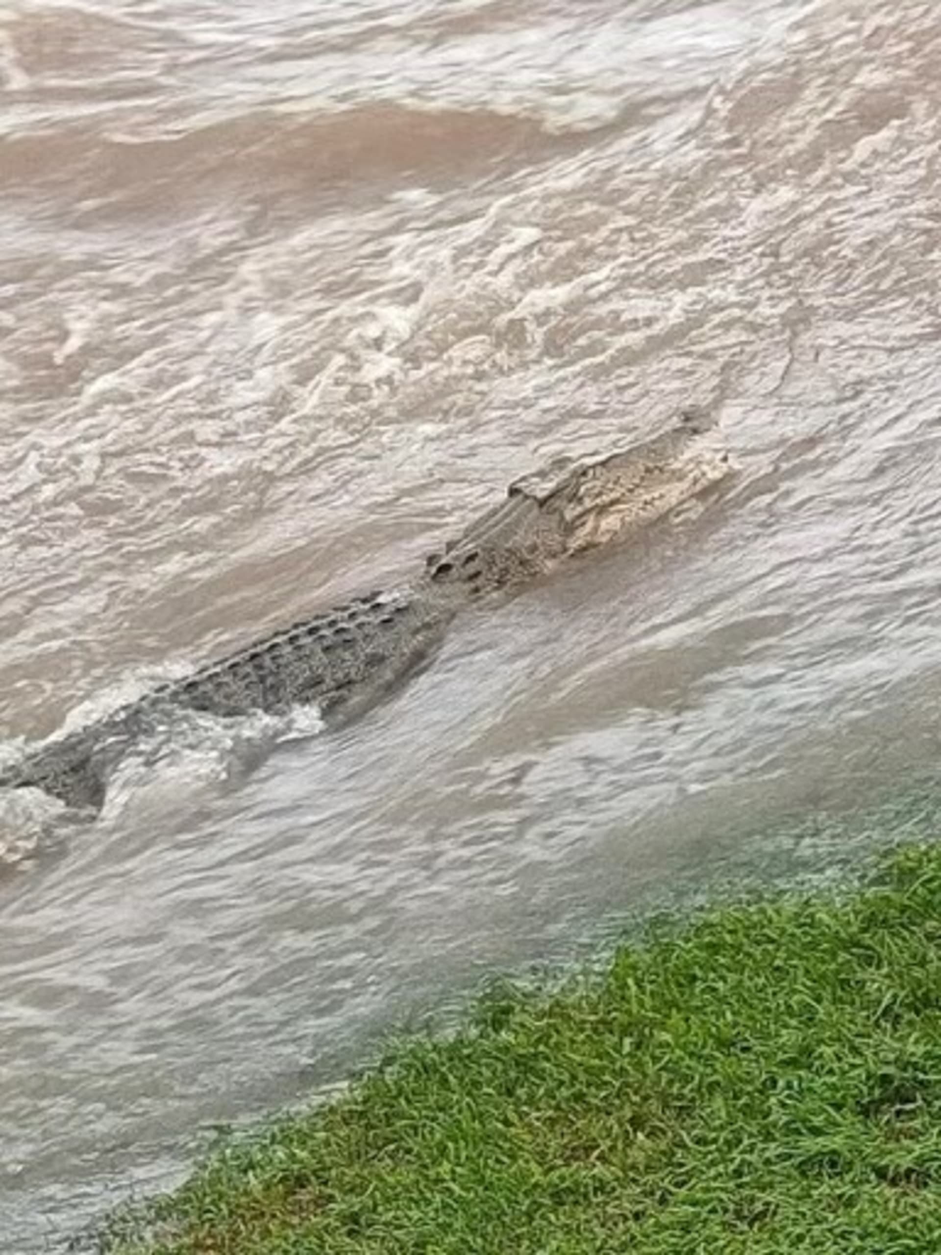 V některých zatopených městech byli zpozorováni i krokodýli.