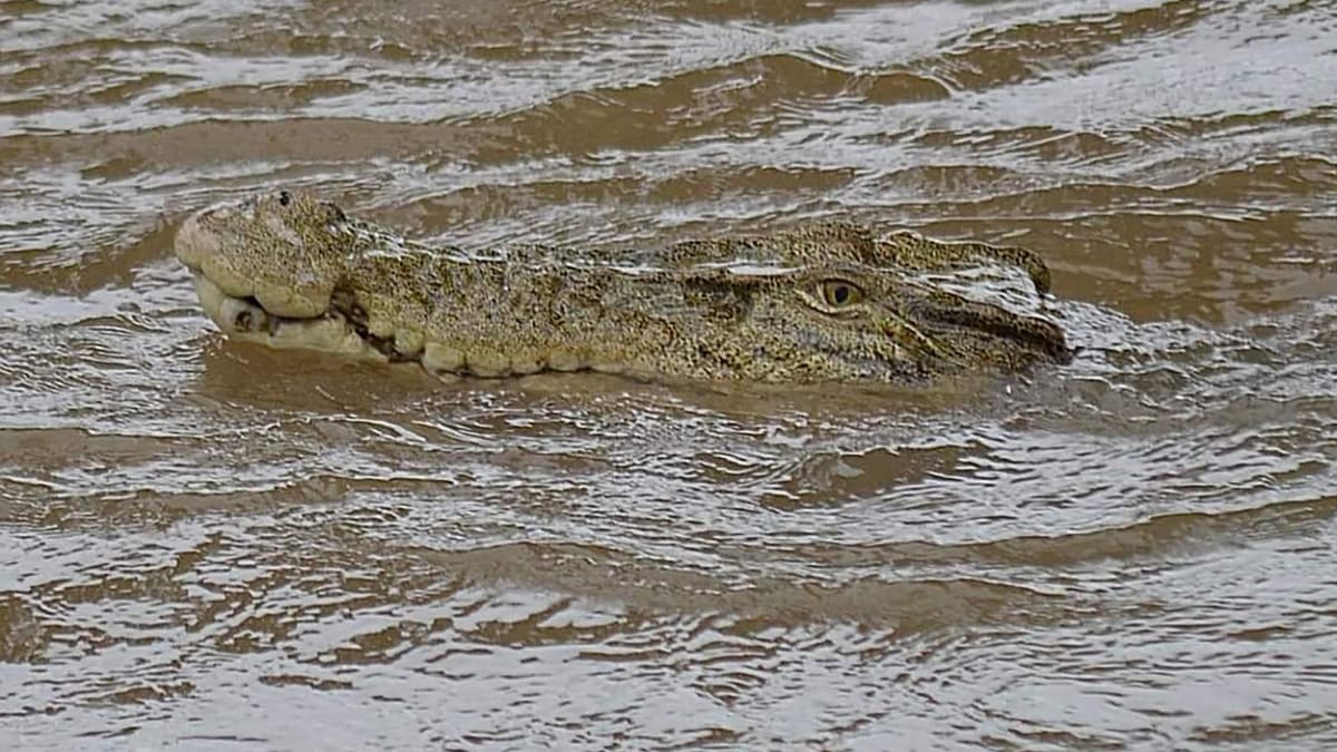 Krokodýl v zatopeném městě Ingham