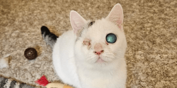 Jedno oko vystřelené, druhé slepé: Toničce se naštěstí její kočičí přání splnilo