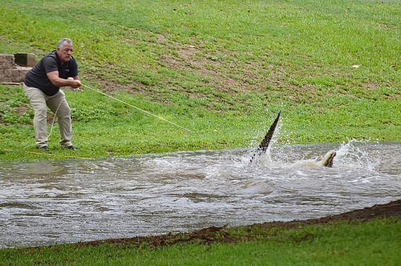 Rangeři ve městě Ingham odchytili 2,5metrového krokodýla.