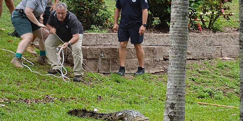 Rangeři ve městě Ingham odchytili 2,5metrového krokodýla.