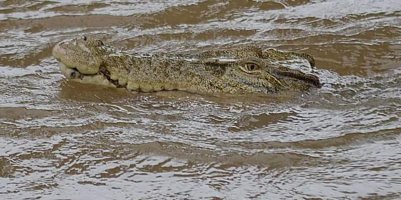 Krokodýl v zatopeném městě Ingham