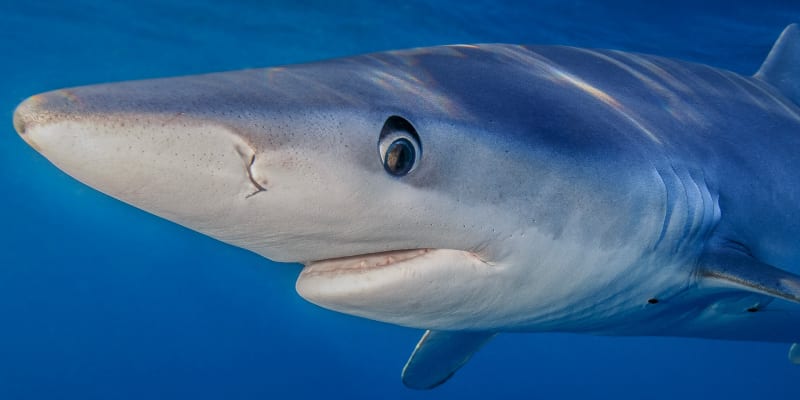 Žralok modrý
