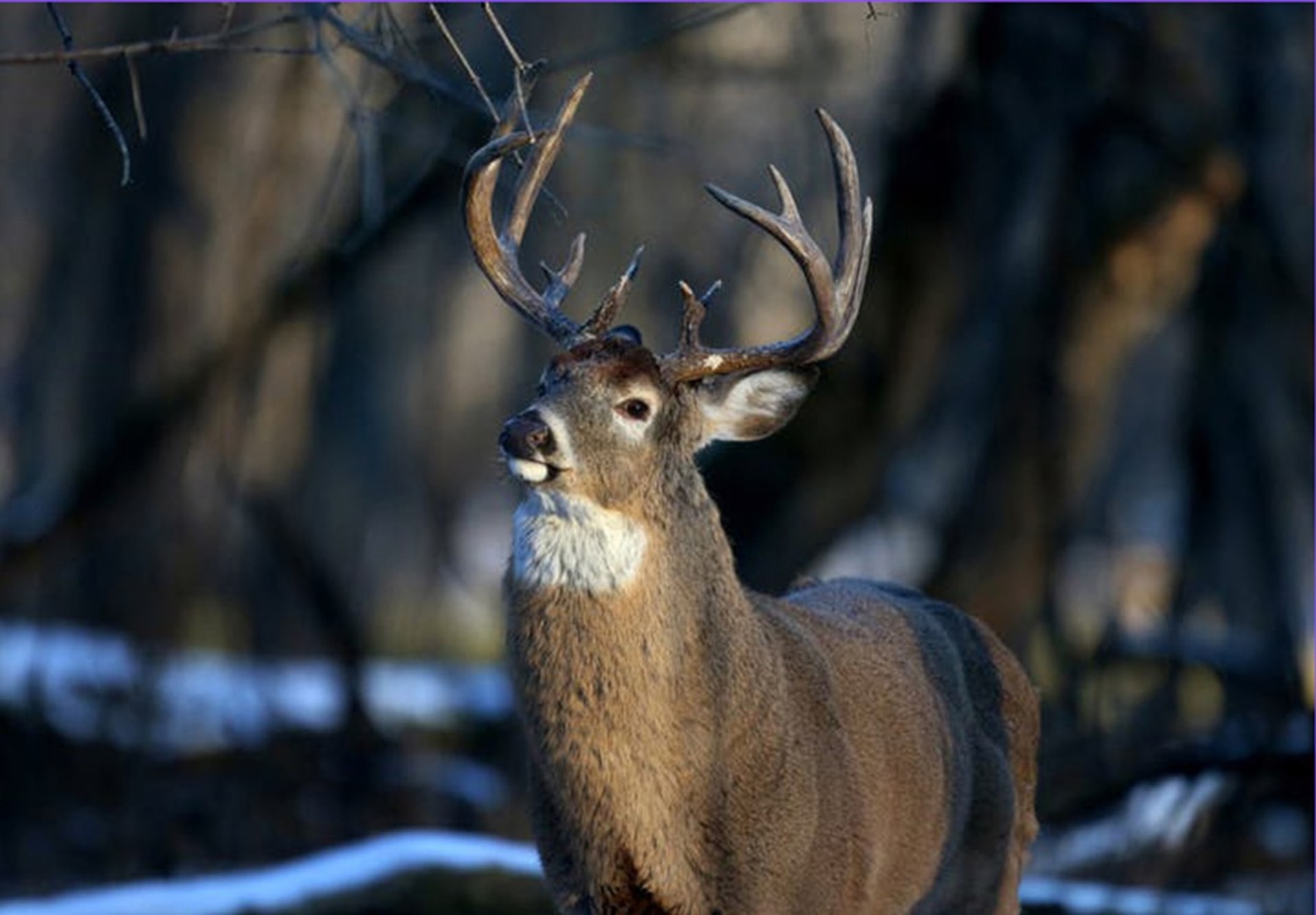 „Zombie nemoc“ u jelenů způsobuje mimo jiné slintání či ztrátu hmotnosti (ilustrační foto).