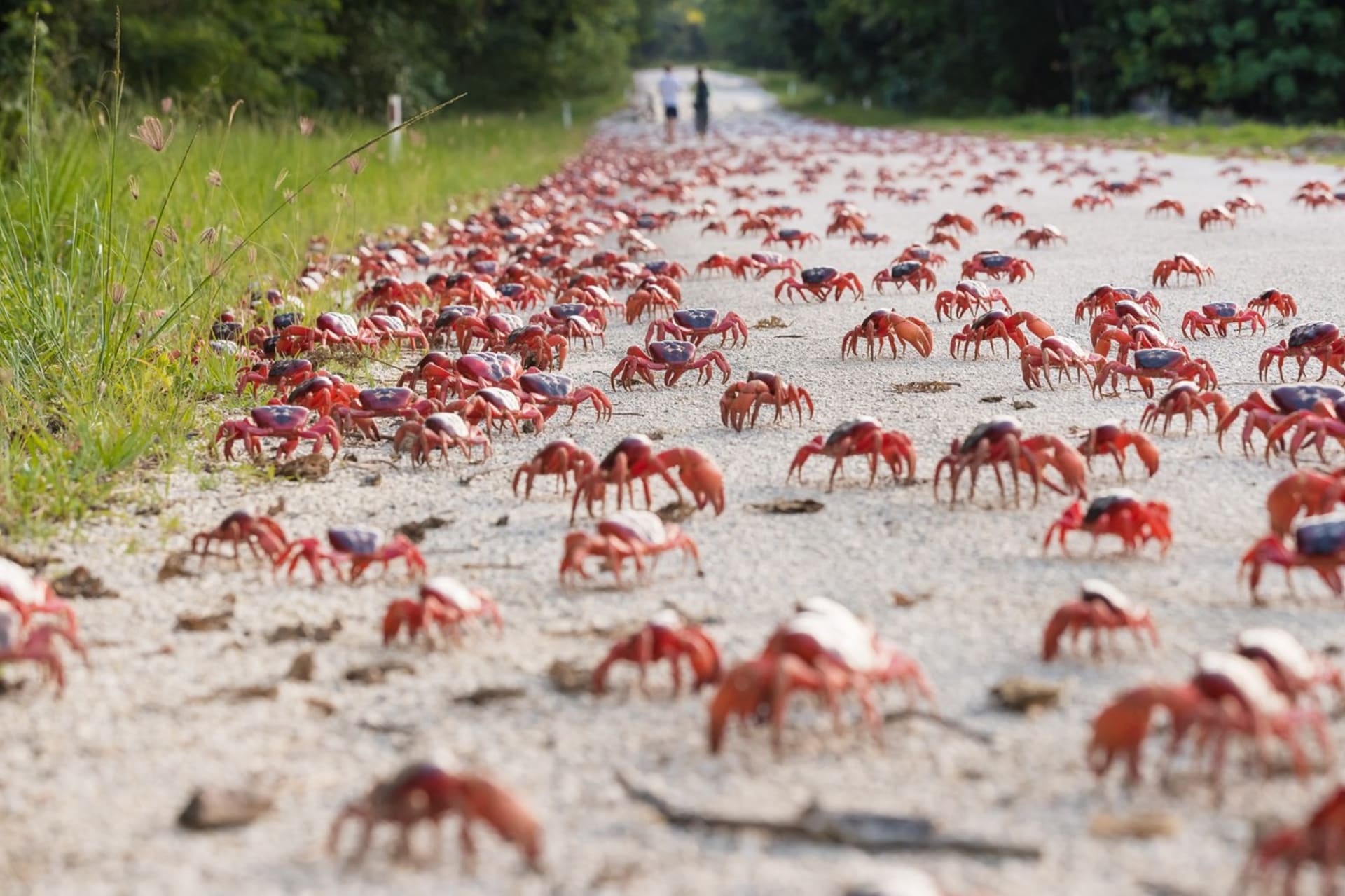 Vánoční ostrov se chystá na migraci desítek milionů krabů k pobřeží.