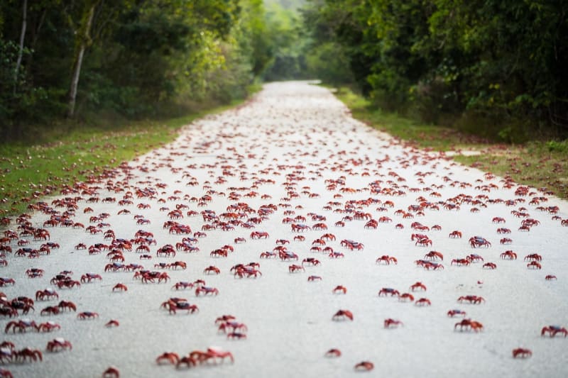 Vánoční ostrov se chystá na migraci desítek milionů krabů k pobřeží.