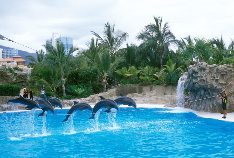Výcvik delfínů na Tenerife. 
