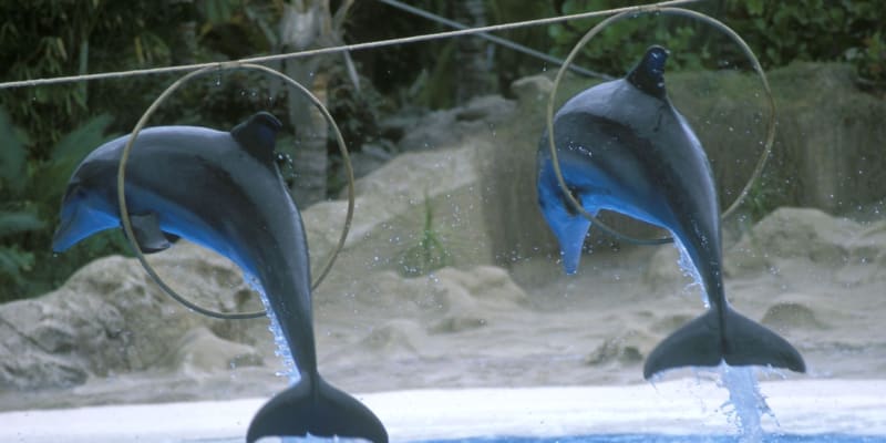Výcvik delfínů na Tenerife. 