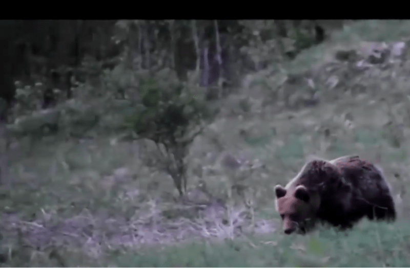 Medvěd zaútočil v Národním parku Velká Fatra (ilustrační foto)