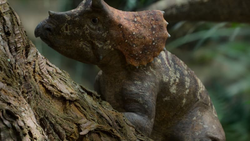 Mládě Triceratopse