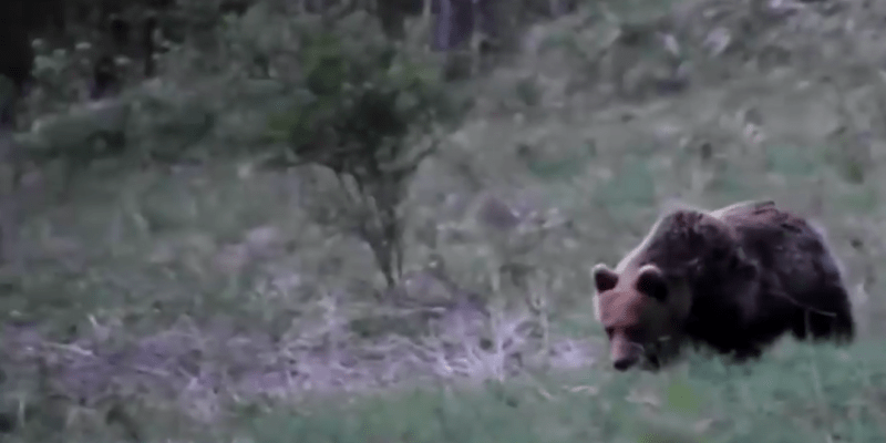 Medvěd zaútočil v Národním parku Velká Fatra