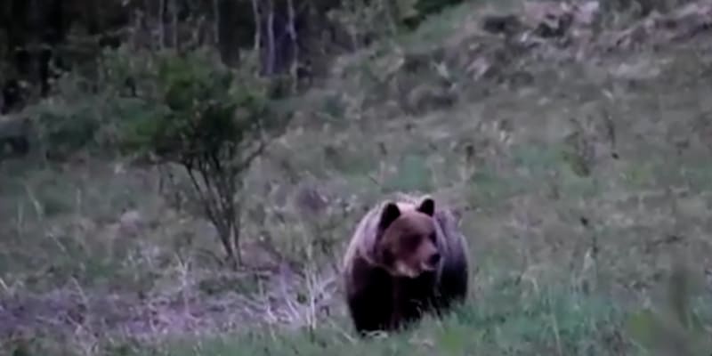 Medvěd zaútočil v Národním parku Velká Fatra