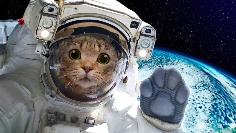 Kočka ve vesmíru