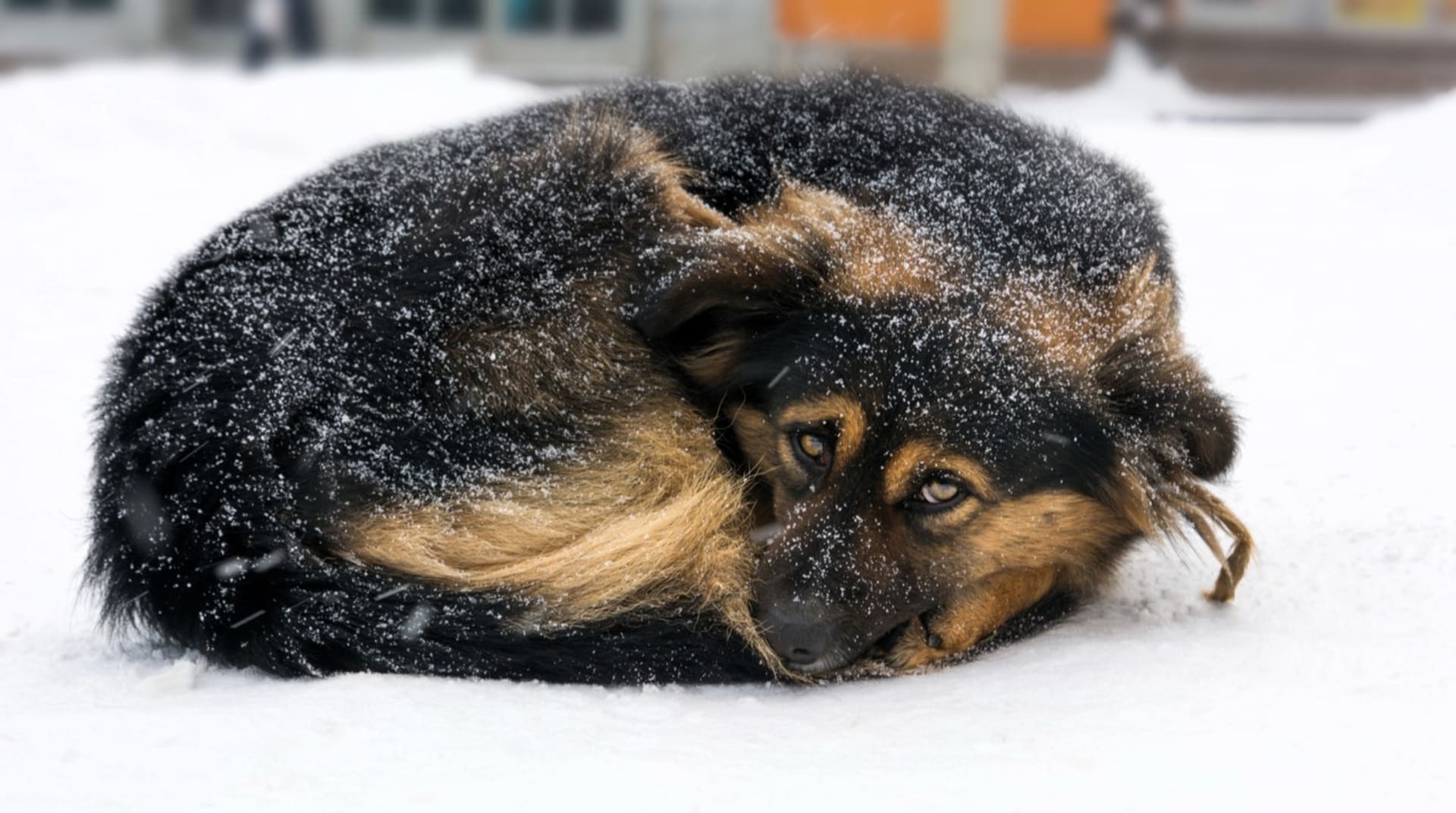  Co všechno psům v zimních mrazivých dnech hrozí a co pro ně můžete udělat