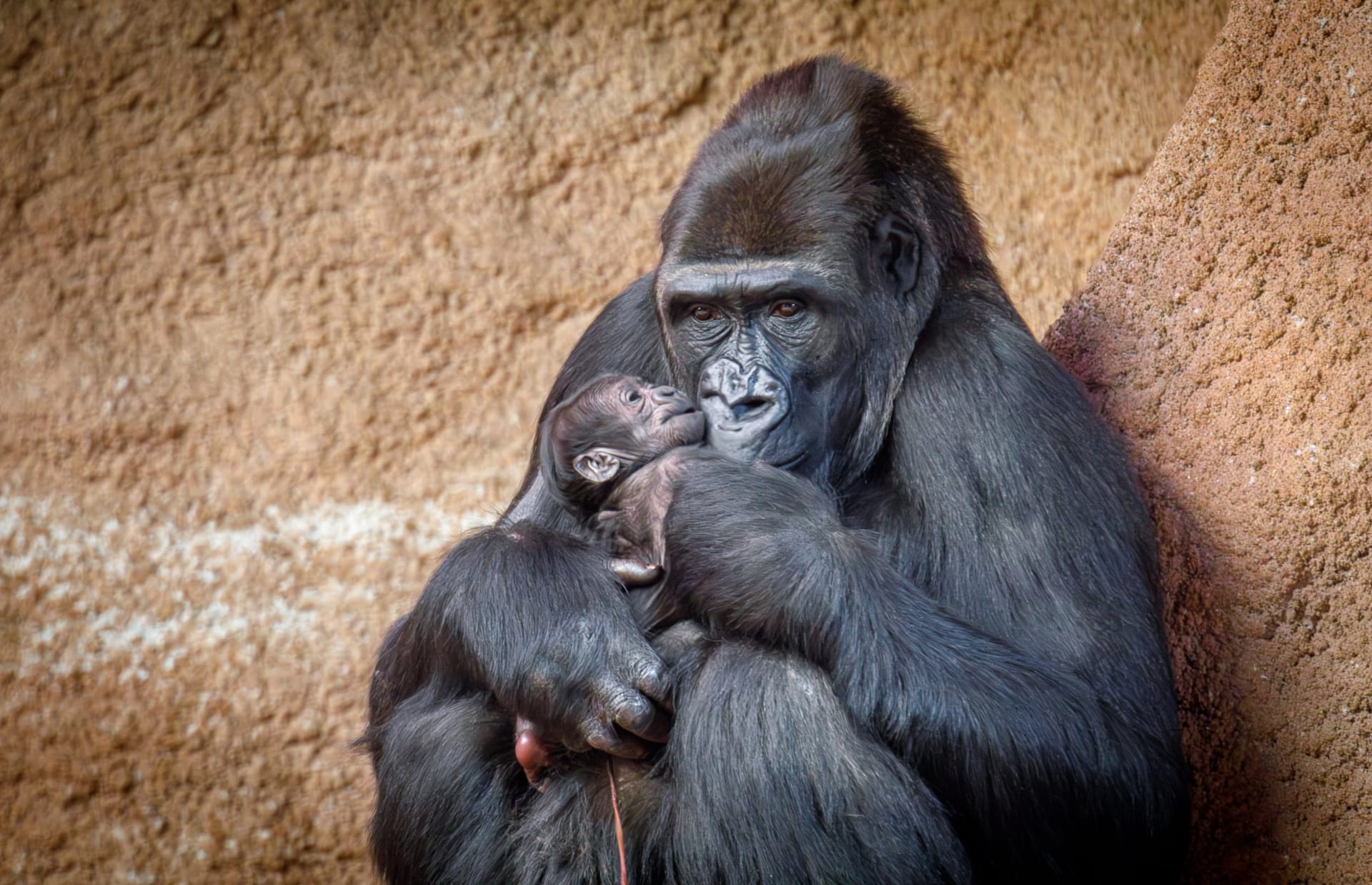 V pražské zoo se 2. ledna 2024 narodilo gorilí mládě. Foto: ředitel zoo Miroslav Bobek