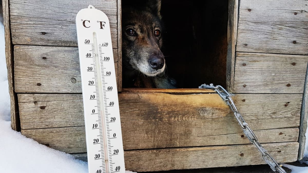 Pes v boudě v zimě