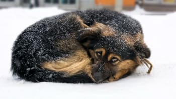  Jak se v zimě starat o psa. Co dělat, aby teploty pod nulou přežil ve zdraví
