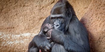 V pražské zoo se narodilo gorilí mládě, vnouče slavné Moji. Jeho pohlaví je zatím neznámé