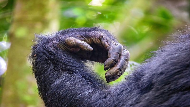 Šikovné ruce jsou šimpanzovi nejlepším pomocníkem
