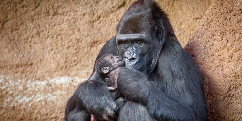 V pražské zoo se 2. ledna 2024 narodilo gorilí mládě. Foto: ředitel zoo Miroslav Bobek