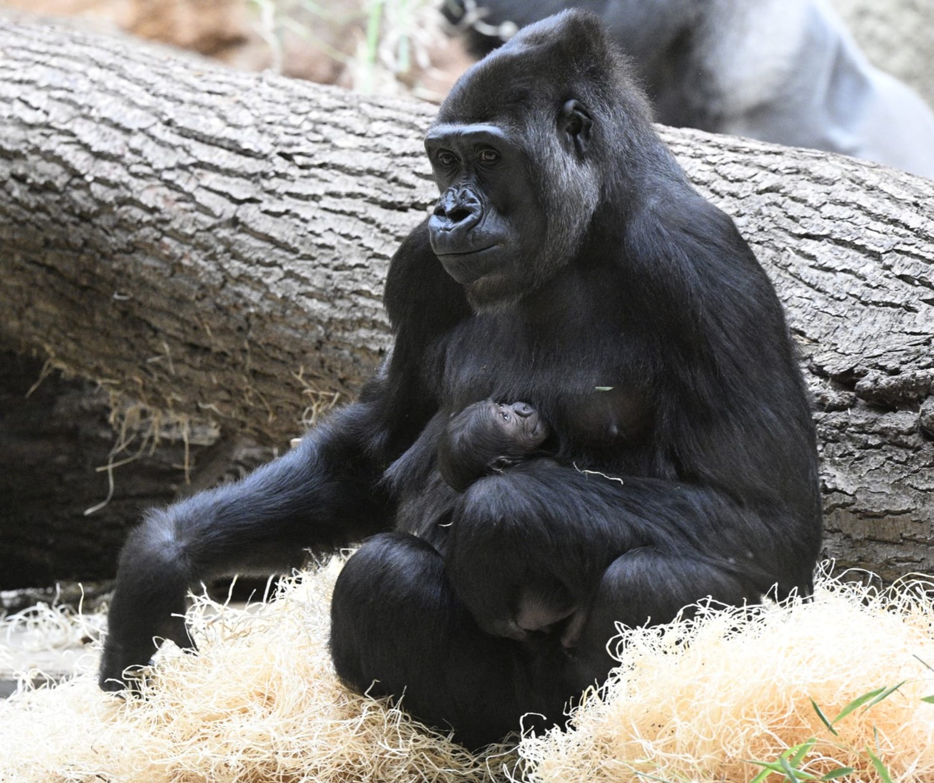 V pražské zoo se 2. ledna 2024 narodilo gorilí mládě, pojmenovali ho Mobi.