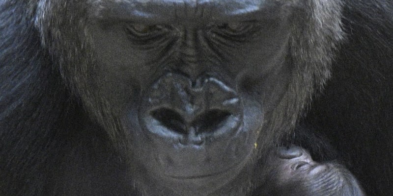 Gorilí mládě v Zoo Praha