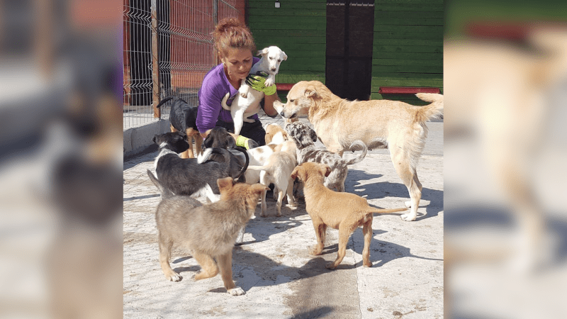 Florin v Rumunsku se svou manželkou provozuje azyl pro opuštěné psy. Aktuálně u nich našlo útočiště 380 „němých tváří“.