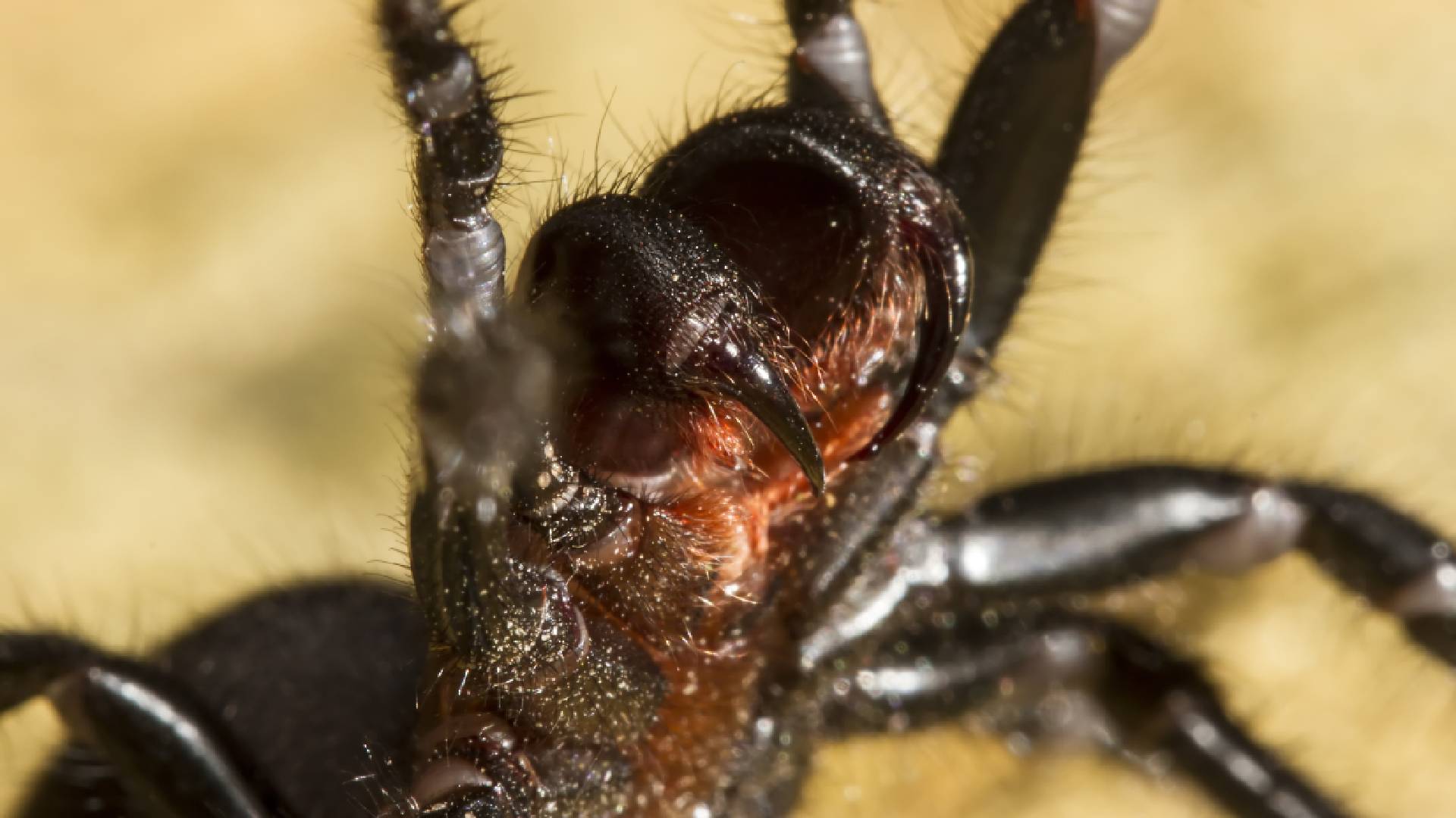 Sklípkanec jedovatý e zřejmě nejjedovatějším pavoukem Austrálie