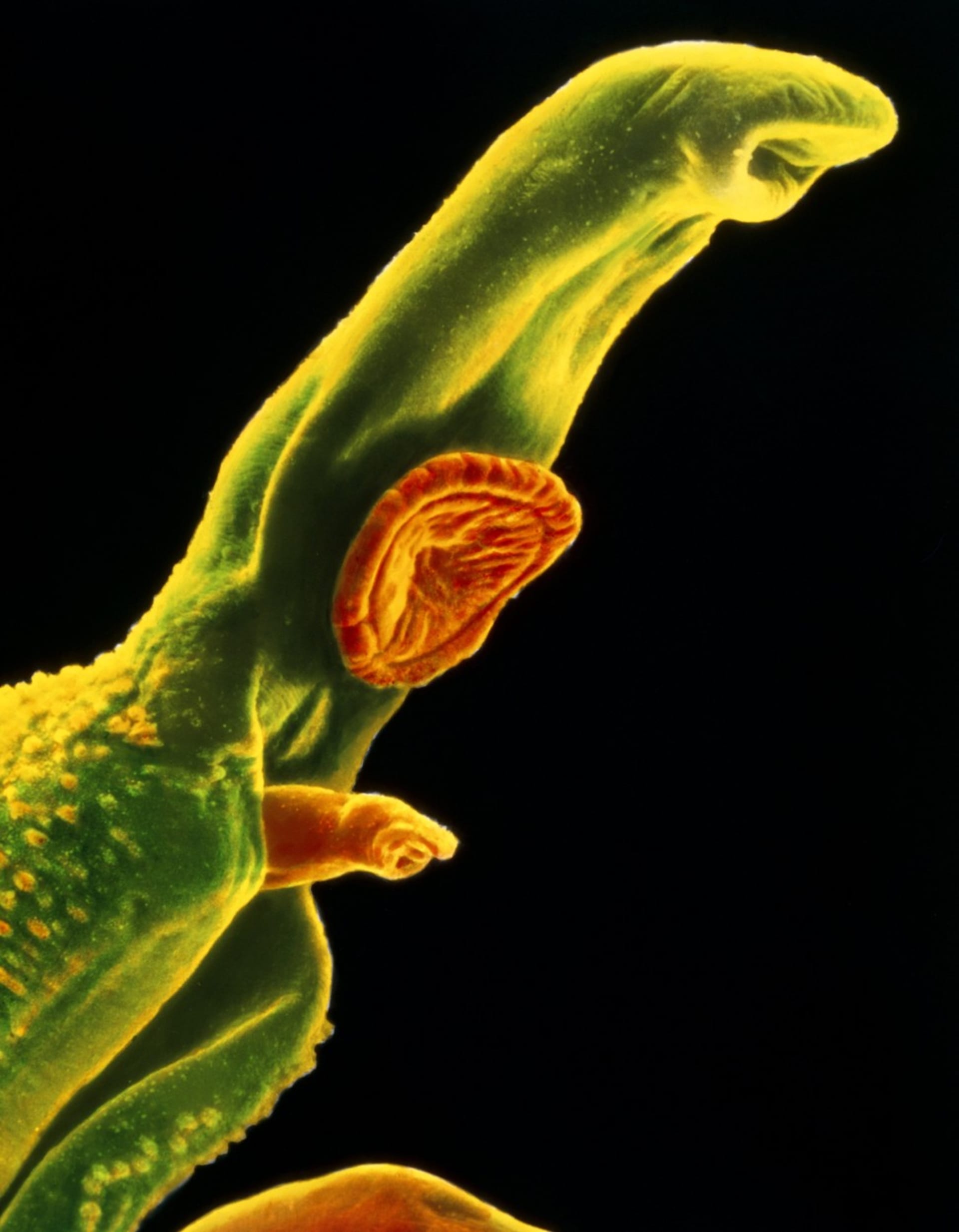 Detailní záběr parazita