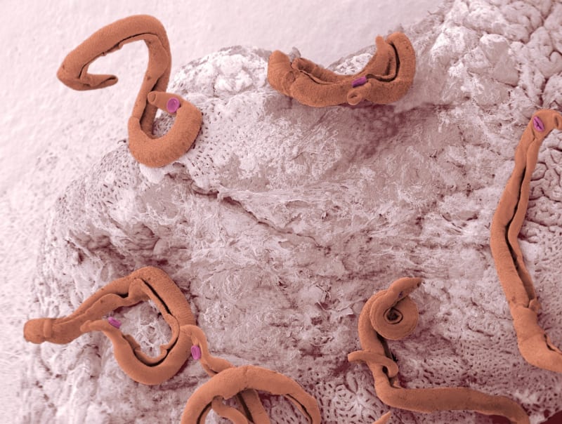 Dospělí paraziti Schistosoma