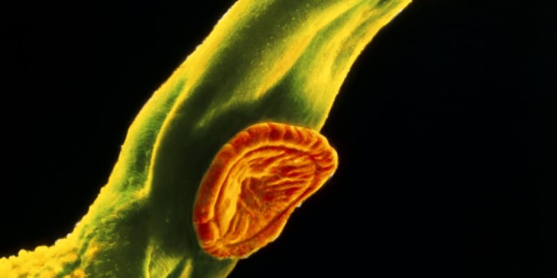 Detailní záběr parazita