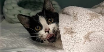 Vánoční zázrak: Koťátko Šklíba překonalo zlomenou čelist i kočičí mor