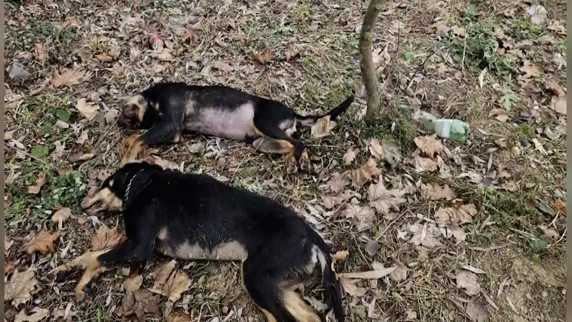 V Uničově byli v remízku nalezeny dva mrtví psi.