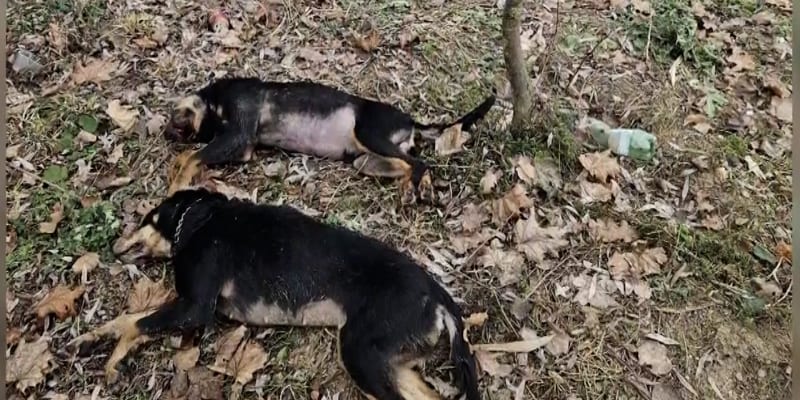 V Uničově byli v remízku nalezeny dva mrtví psi.