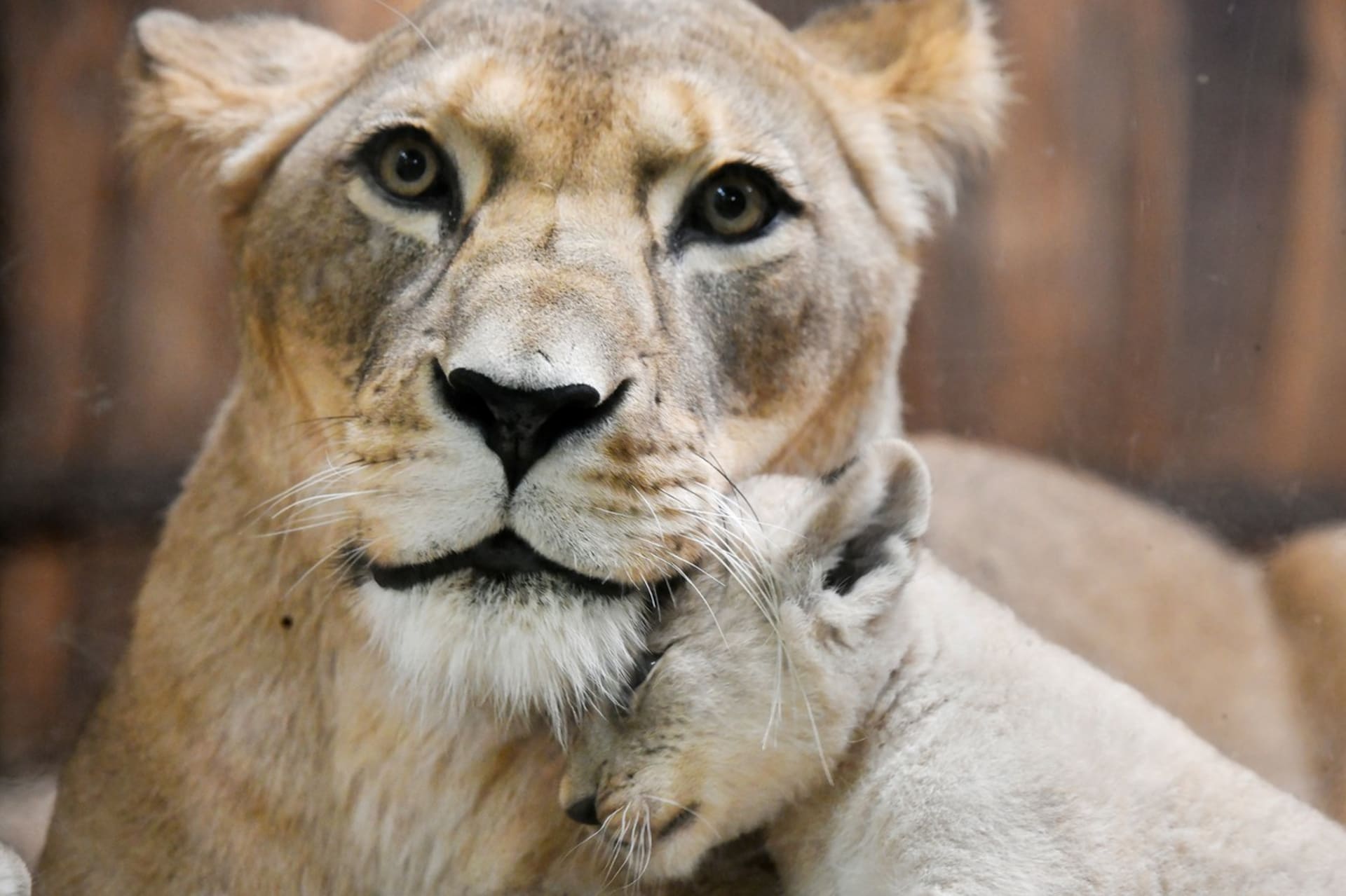 Plzeňská mláďata lva berberského šest týdnů po narození