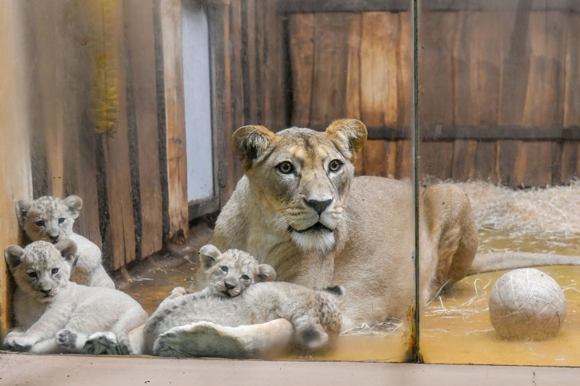 Plzeňská mláďata lva berberského šest týdnů po narození