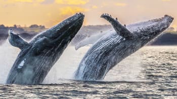 První fotografie pářících se velryb vyvolala senzaci. Nejsou na ní samec a samice
