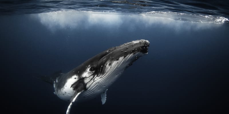 Český název „keporkak“ vznikl přijetím pojmenování této velryby grónskými Eskymáky