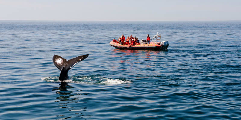 Pozorovatele velryb keporkaci fascinují